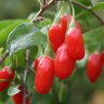Ягоды Годжи Goji